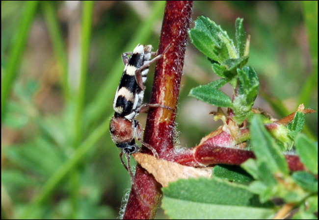 neoclytus?